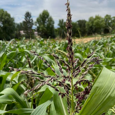 Painted Mountain Corn (Colorado-Adapted)